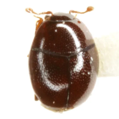 Acritus acaroides