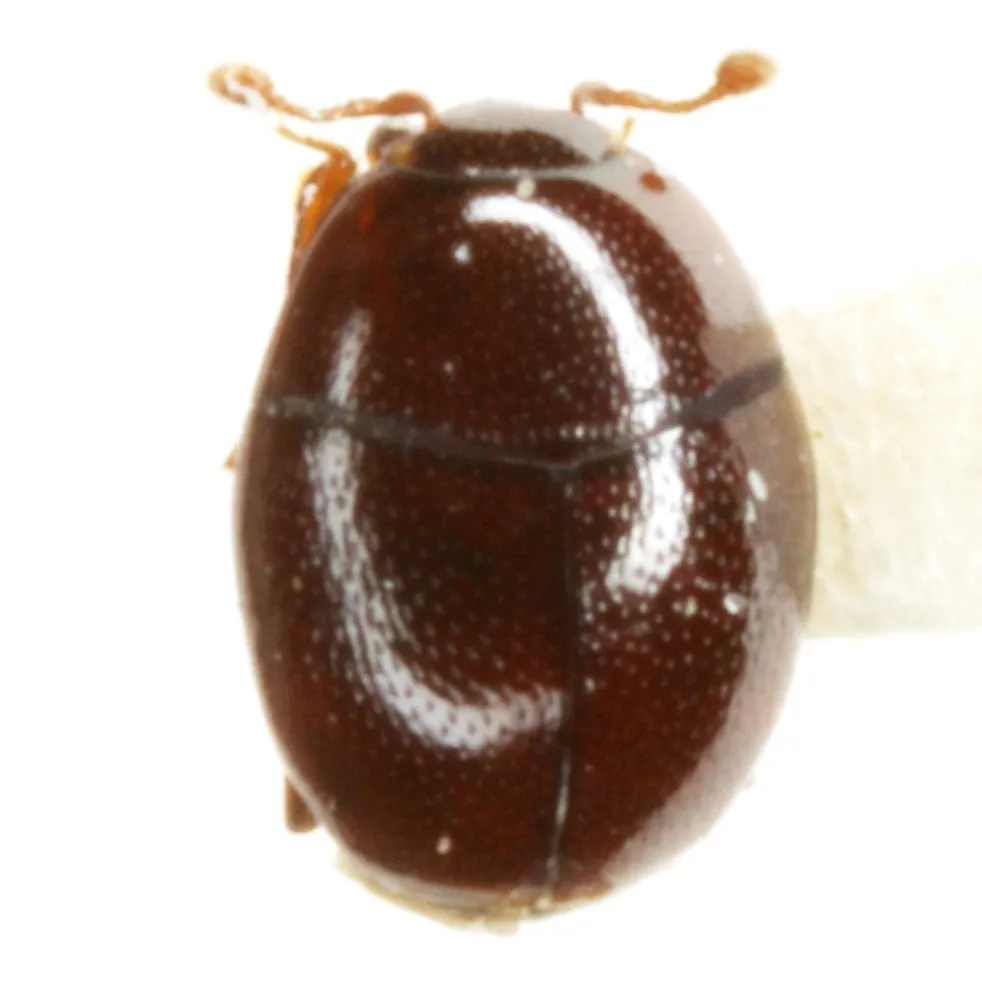 Acritus acaroides - photo 2
