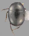 Acritus arizonae