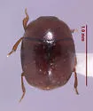Acritus attaphilus