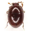 Acritus attaphilus - photo 2