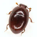 Acritus attaphilus - photo 3