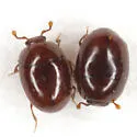 Acritus attaphilus - photo 4