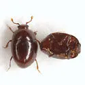 Acritus attaphilus - photo 5