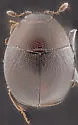 Acritus discus - photo 3