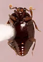 Acritus exiguus - Acritus exiguus