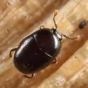 Acritus exiguus - photo 2