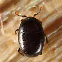 Acritus exiguus - photo 3