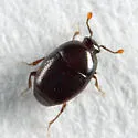 Acritus exiguus - photo 4