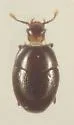 Acritus exiguus - photo 5