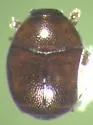 Acritus komai
