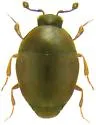 Acritus nigricornis