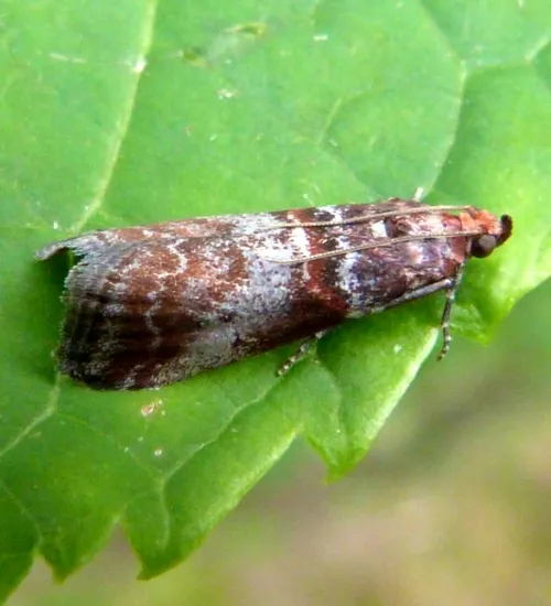 Acrobasis advenella