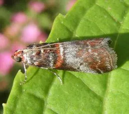 Acrobasis advenella - photo 2
