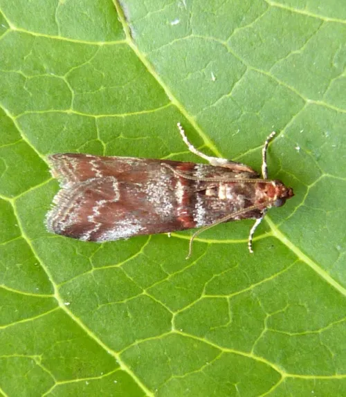 Acrobasis advenella - photo 3