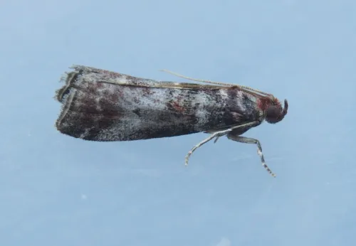 Acrobasis advenella - photo 4