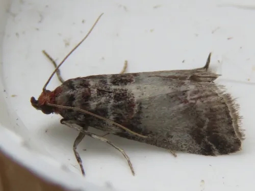 Acrobasis advenella - photo 5