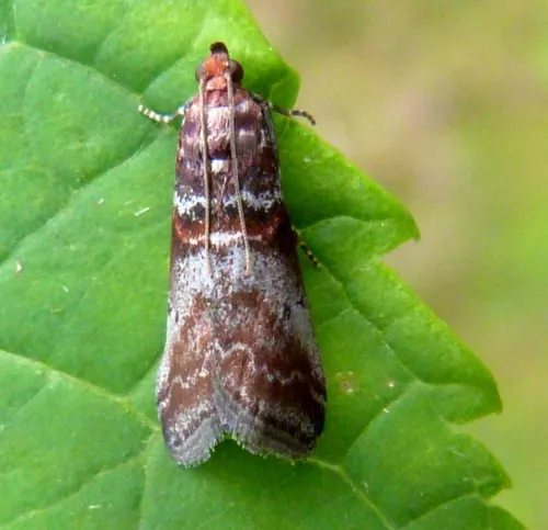 Acrobasis advenella - photo 6