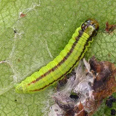Acrobasis advenella - photo 7