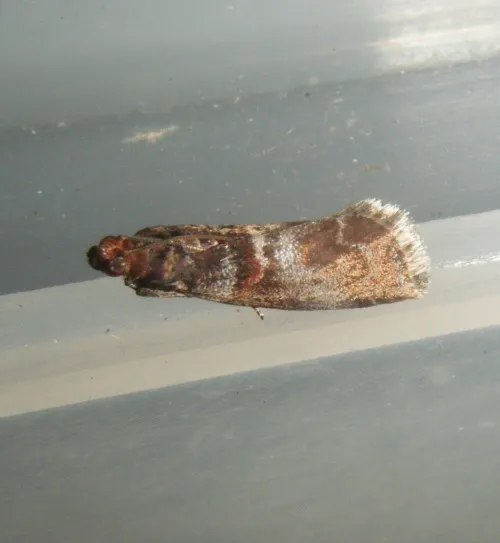Acrobasis advenella - photo 8