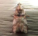 Hickory Leafstem Borer - Hodges#5673