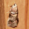 Hickory Leafstem Borer - Hodges#5673 - photo 2