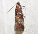 Hickory Leafstem Borer - Hodges#5673 - photo 4