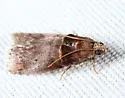 Acrobasis aurorella - Hodges#5670 - photo 4