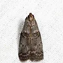 Birch tubemaker moth - Hodges#5688