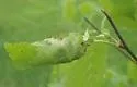 Birch tubemaker moth - Hodges#5688 - photo 2