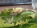 Birch tubemaker moth - Hodges#5688 - photo 3