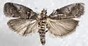 Birch tubemaker moth - Hodges#5688 - photo 4