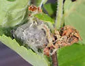 Birch tubemaker moth - Hodges#5688 - photo 5