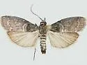 Acrobasis betulivorella - Hodges#5689