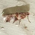 Acrobasis blanchardorum - Hodges#5694 - Acrobasis blanchardorum