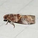 Acrobasis blanchardorum - Hodges#5694 - photo 2