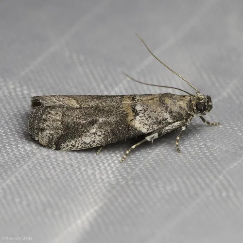 Acrobasis caliginella - Hodges#5695