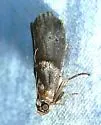 Hickory Shoot Borer Moth - Hodges#5664