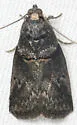 Hickory Shoot Borer Moth - Hodges#5664 - photo 2