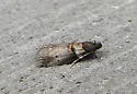 Hickory Shoot Borer Moth - Hodges#5664 - photo 3