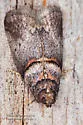 Hickory Shoot Borer Moth - Hodges#5664 - photo 4