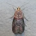 Acrobasis caryalbella - Hodges#5660