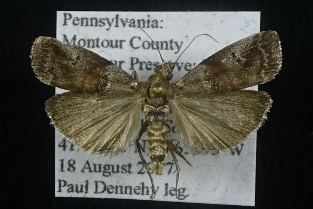 Hickory Shoot Moth - Hodges#5686 - photo 2
