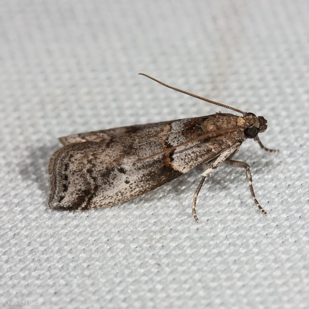 Acrobasis comptella - Hodges#5656 - photo 2