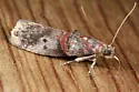 Sweetfern Leaf Casebearer - Hodges#5691