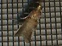Sweetfern Leaf Casebearer - Hodges#5691 - photo 2