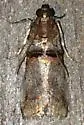 Sweetfern Leaf Casebearer - Hodges#5691 - photo 3