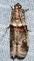 Sweetfern Leaf Casebearer - Hodges#5691 - photo 4