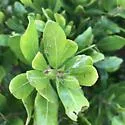 Sweetfern Leaf Casebearer - Hodges#5691 - photo 5