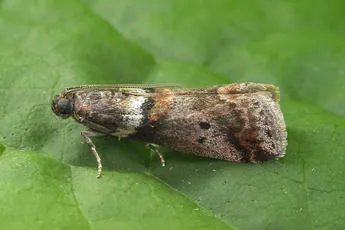 Acrobasis consociella